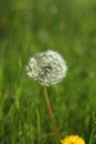 Morning landscape,ÃÂ White dandelion with green background, nature green backgound